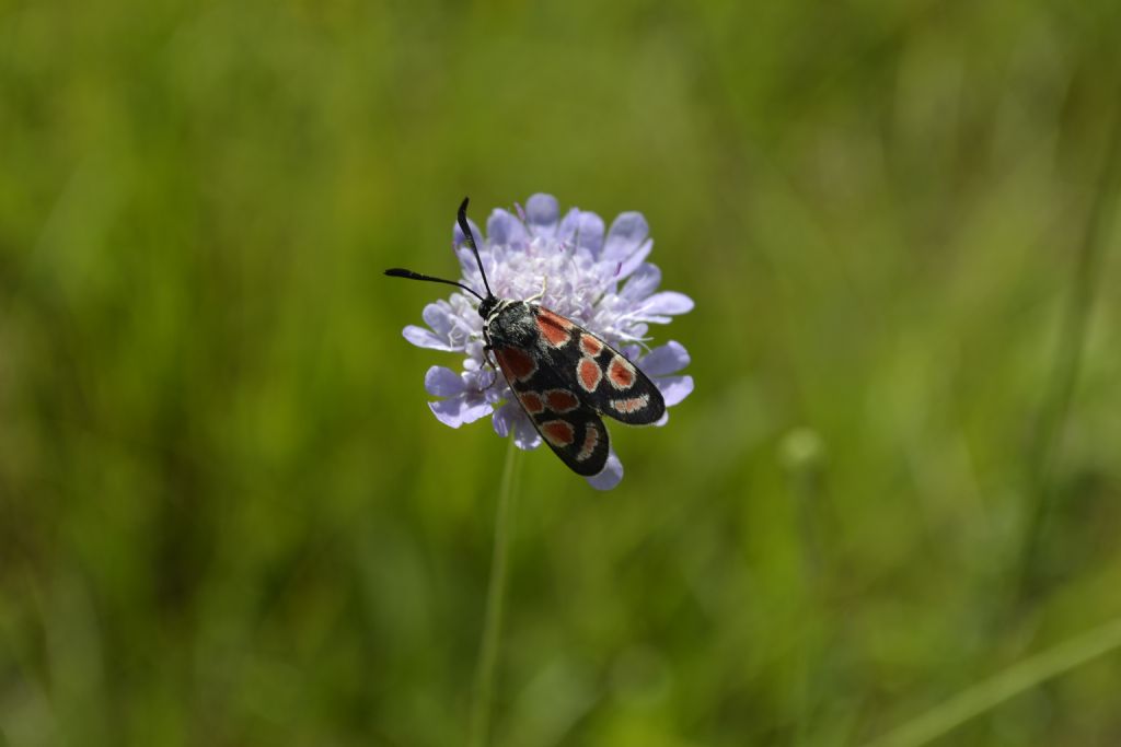 zygaena carniolica ?